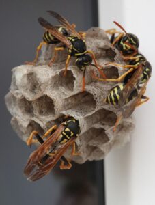 Eliminación de avispas y mosquitos en Murcia