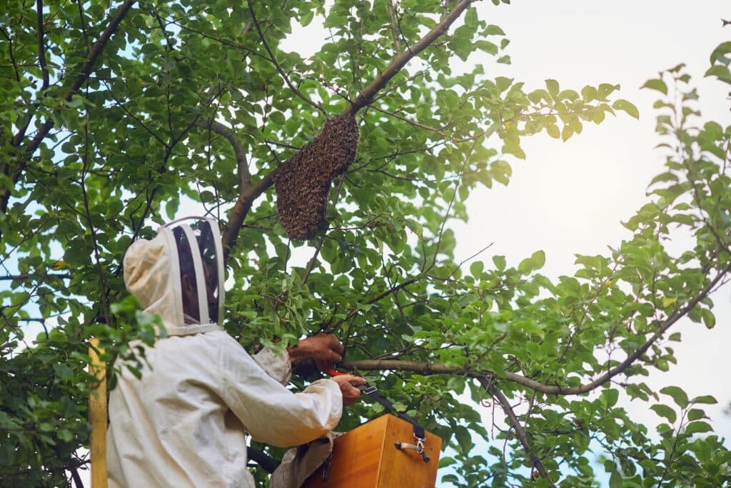 Desinsectación de insectos voladores en Murcia