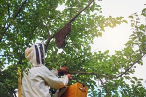 Desinsectación de insectos voladores en Murcia