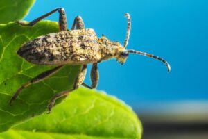 Control de plagas agrícolas en Murcia