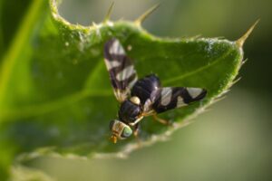 Eliminación de avispas y mosquitos en Murcia
