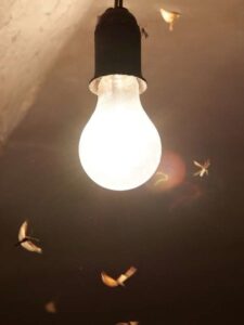 Trampas de luz: Dispositivos que atraen y eliminan insectos voladores