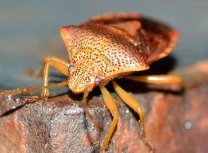 Ácaros que se adhieren a la piel de animales y personas, transmitiendo enfermedades como la enfermedad de Lyme.