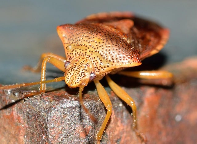 Ácaros que se adhieren a la piel de animales y personas, transmitiendo enfermedades como la enfermedad de Lyme.