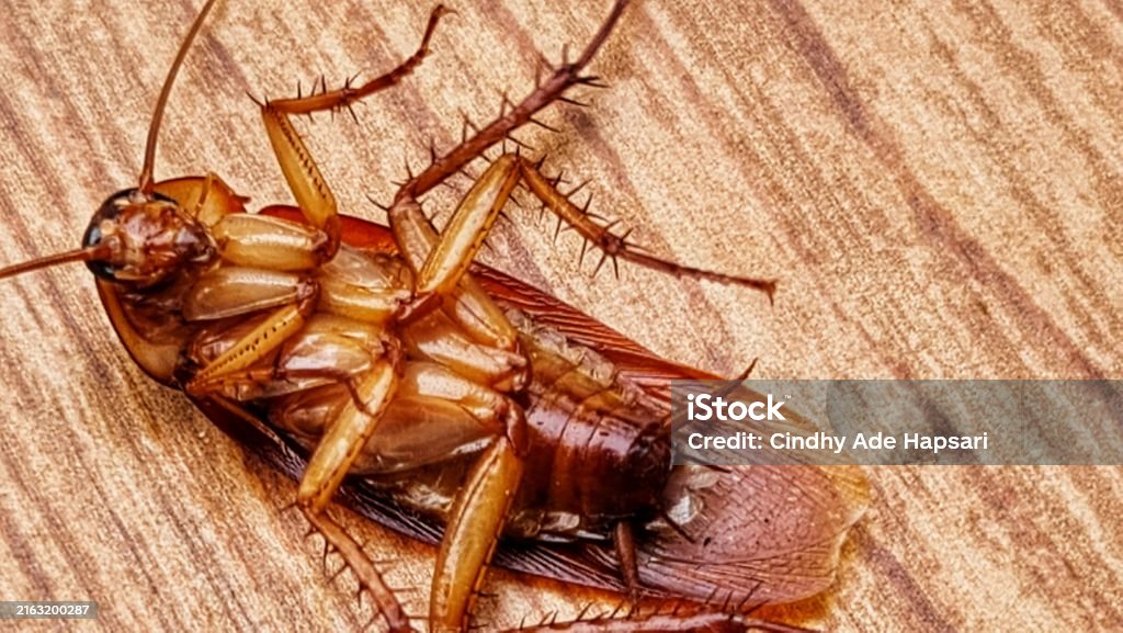 cucarachas