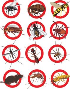 Desinsectación: Proceso de eliminación de insectos dañinos