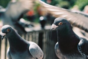 Control de plagas de palomas en Murcia
