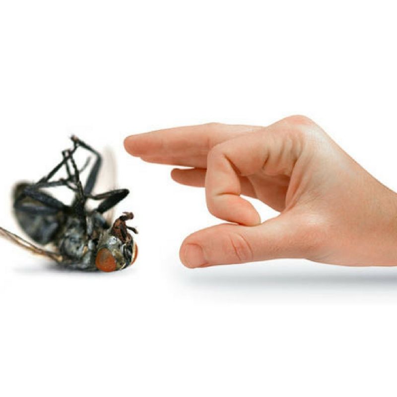 Comparación entre métodos caseros y servicios especializados