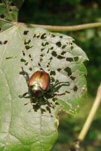 Plagas en jardines: cómo proteger tus plantas de insectos y roedores