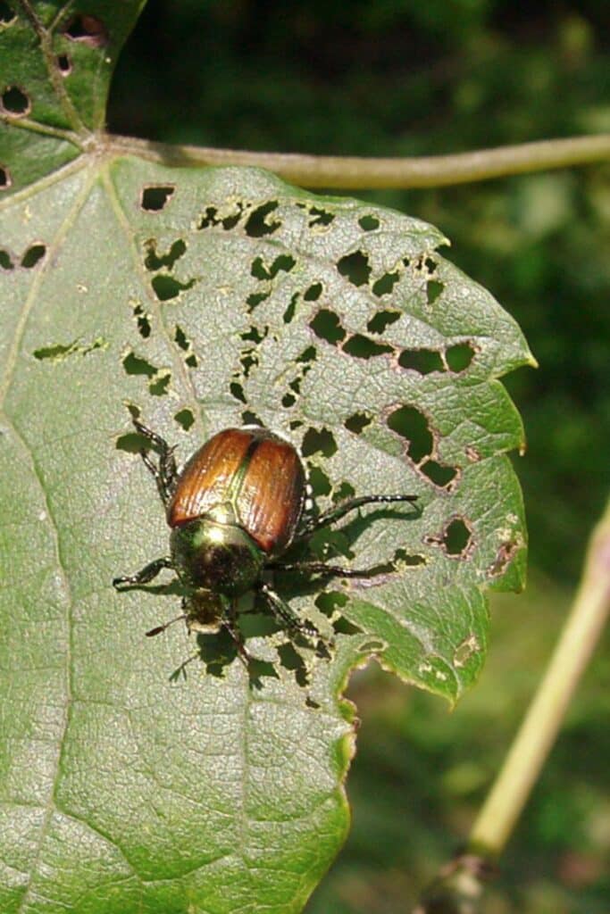 Plagas en jardines: cómo proteger tus plantas de insectos y roedores