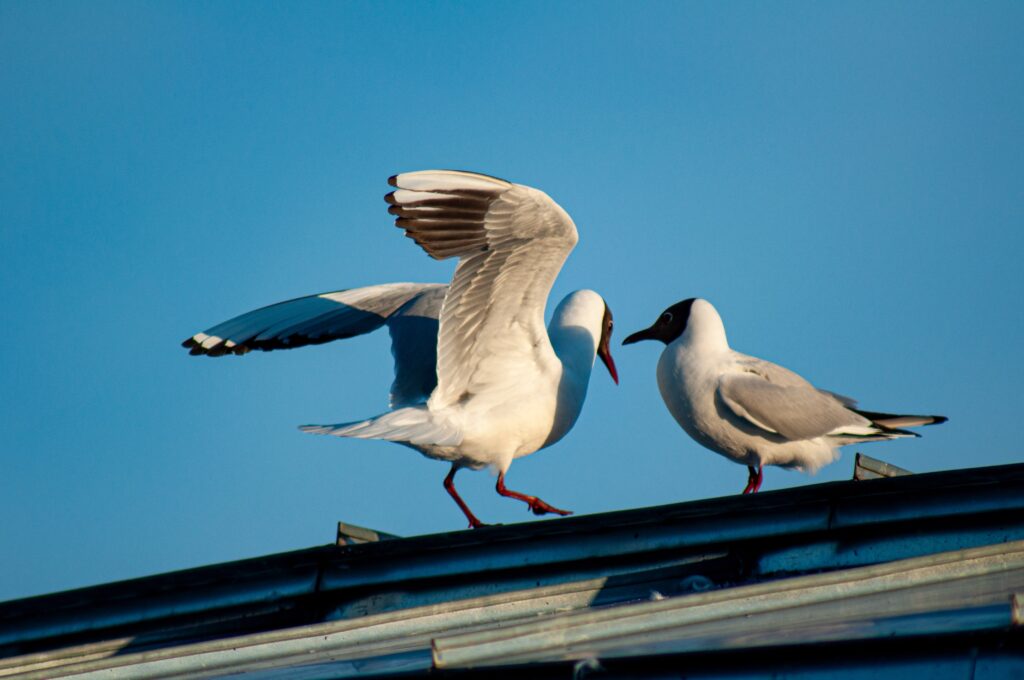 Control de aves
