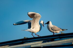 Control de aves