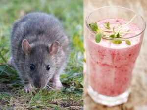 Rodenticida: Veneno empleado para eliminar roedores