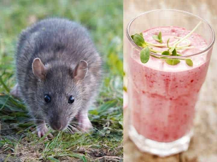 Rodenticida: Veneno empleado para eliminar roedores