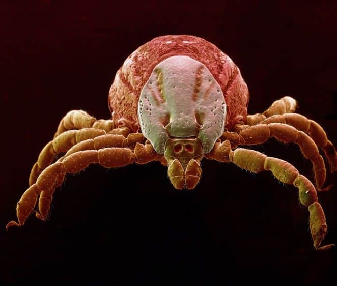 Zoonosis: Enfermedades transmitidas por animales a los humanos