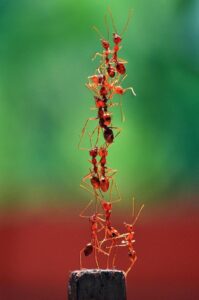 Monitoreo: Seguimiento y evaluación de la presencia de plagas