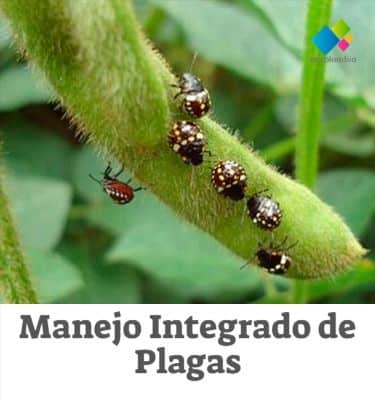 Barreras físicas para impedir el acceso de plagas