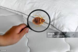 Chinches de cama