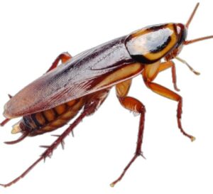 Uno de los insectos más comunes en plagas urbanas, capaces de transmitir enfermedades y contaminar alimentos