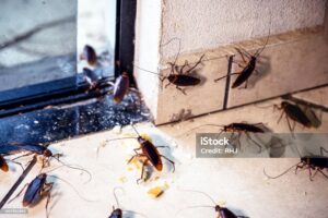 Uno de los insectos más comunes en plagas urbanas, capaces de transmitir enfermedades y contaminar alimentos.