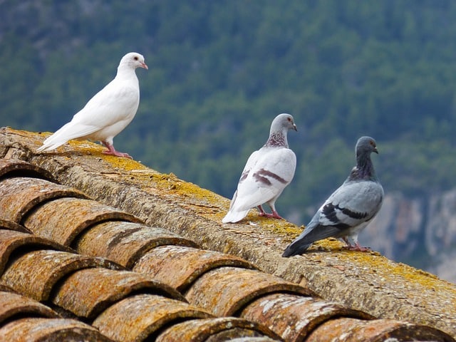 Técnicas para evitar que palomas aniden en estructuras