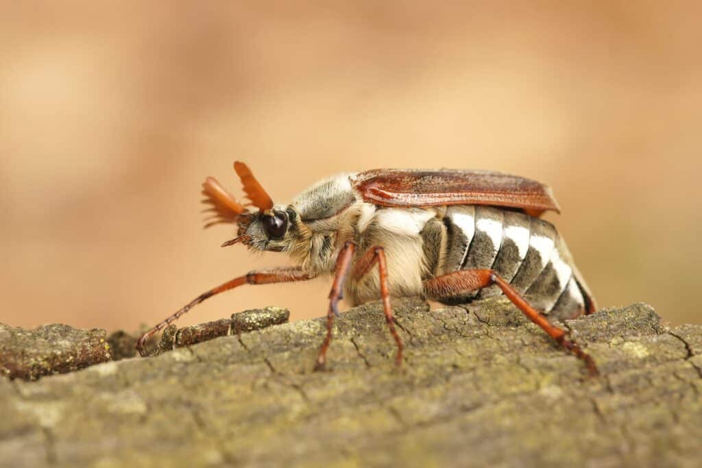 Insectos que se alimentan de madera, causando daños estructurales graves en edificaciones