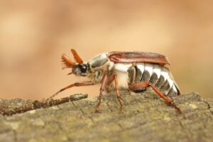 Insectos que se alimentan de madera, causando daños estructurales graves en edificaciones