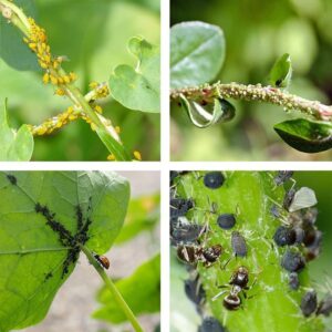 Larvicida: Producto utilizado para matar larvas de insectos