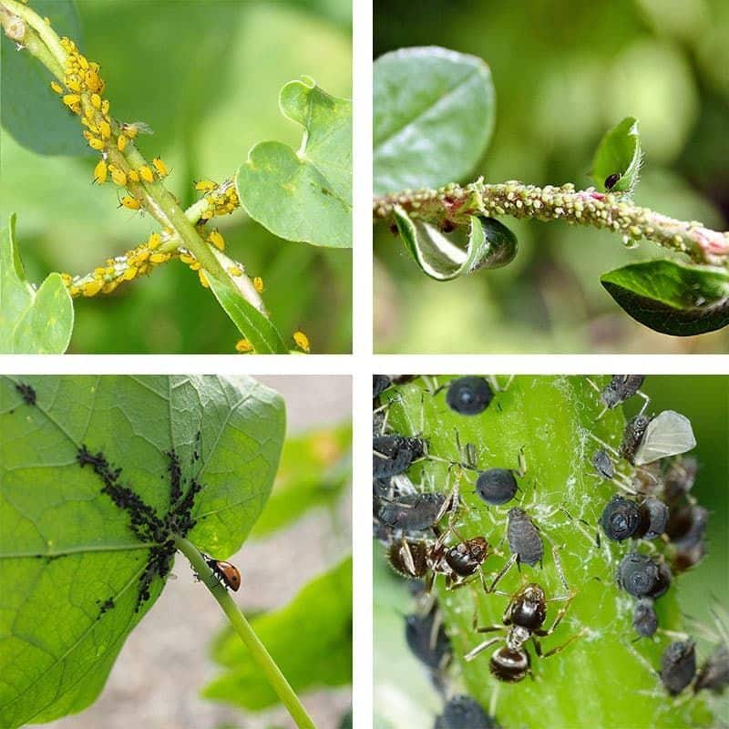 Larvicida: Producto utilizado para matar larvas de insectos