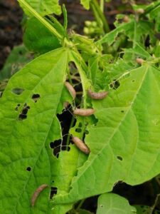 Método ecológico para controlar poblaciones de plagas