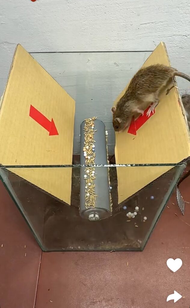 Dispositivos que permiten capturar o eliminar plagas