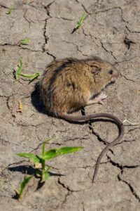 Producto químico diseñado para controlar poblaciones de roedores