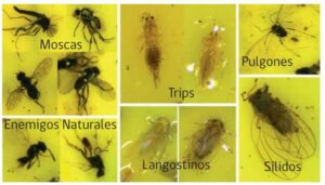 Trampas: Dispositivos utilizados para capturar plagas