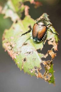 Insecticida: Sustancia que extermina insectos