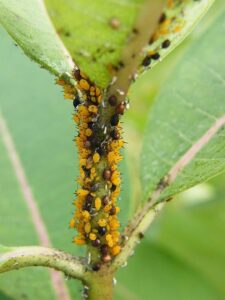 Sustancia química para eliminar insectos que afectan la salud y los cultivos