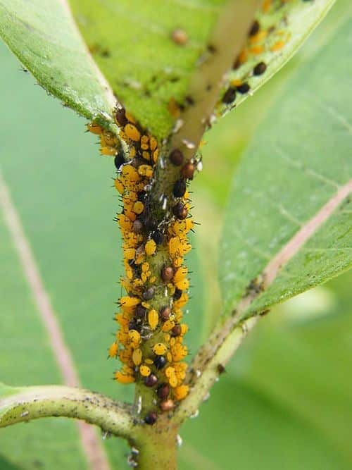 Sustancia química para eliminar insectos que afectan la salud y los cultivos