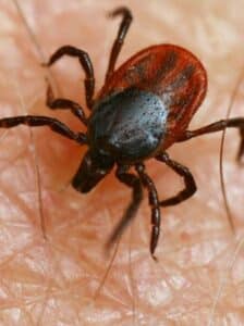Control de Plagas de Garrapatas en Murcia