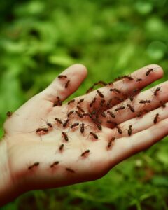 Control de hormigas en Murcia