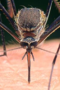 Control de mosquitos en Murcia