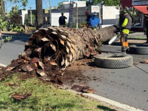 Control del picudo rojo en Murcia