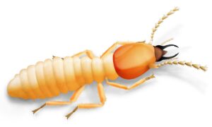 Tratamiento de madera en Murcia