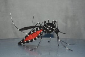 Control del mosquito Tigre en Murcia